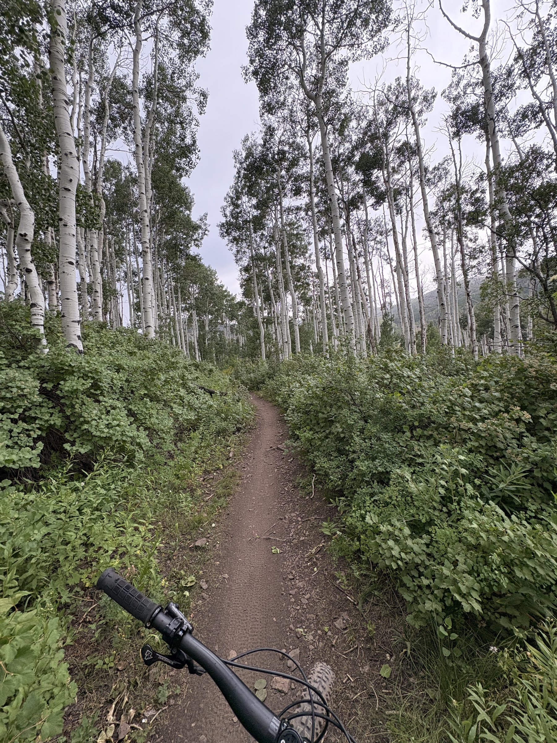Mountain bike trail through an aspen grove